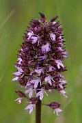 DPPhotography - Wildlife Photography - Bulgaria - Lady orchid, Orchis purpurea - A