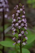 DPPhotography - Wildlife Photography - Bulgaria - Lady orchid, Orchis purpurea - B