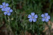 DPPhotography - Wildlife Photography - Bulgaria - Linum austriacum - C