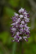 DPPhotography - Wildlife Photography - Bulgaria - Monkey orchid, Orchis simia - A