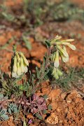 DPPhotography - Wildlife Photography - Bulgaria - Onosma echioides - A