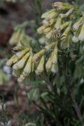 DPPhotography - Wildlife Photography - Bulgaria - Onosma echioides - B