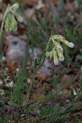 DPPhotography - Wildlife Photography - Bulgaria - Onosma echioides - D