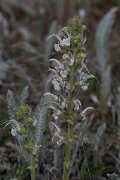 DPPhotography - Wildlife Photography - Bulgaria - Salvia argentea - A
