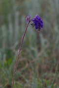 DPPhotography - Wildlife Photography - Bulgaria - Salvia nutans, nodding sage - A