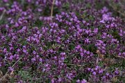 DPPhotography - Wildlife Photography - Bulgaria - Thymus callieri - A