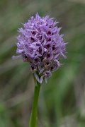 DPPhotography - Wildlife Photography - Bulgaria - Toothed orchid, Neotinea tridentata - A