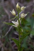 DPPhotography - Wildlife Photography - Bulgaria - White helleborine, Cephalanthera damasonium - A