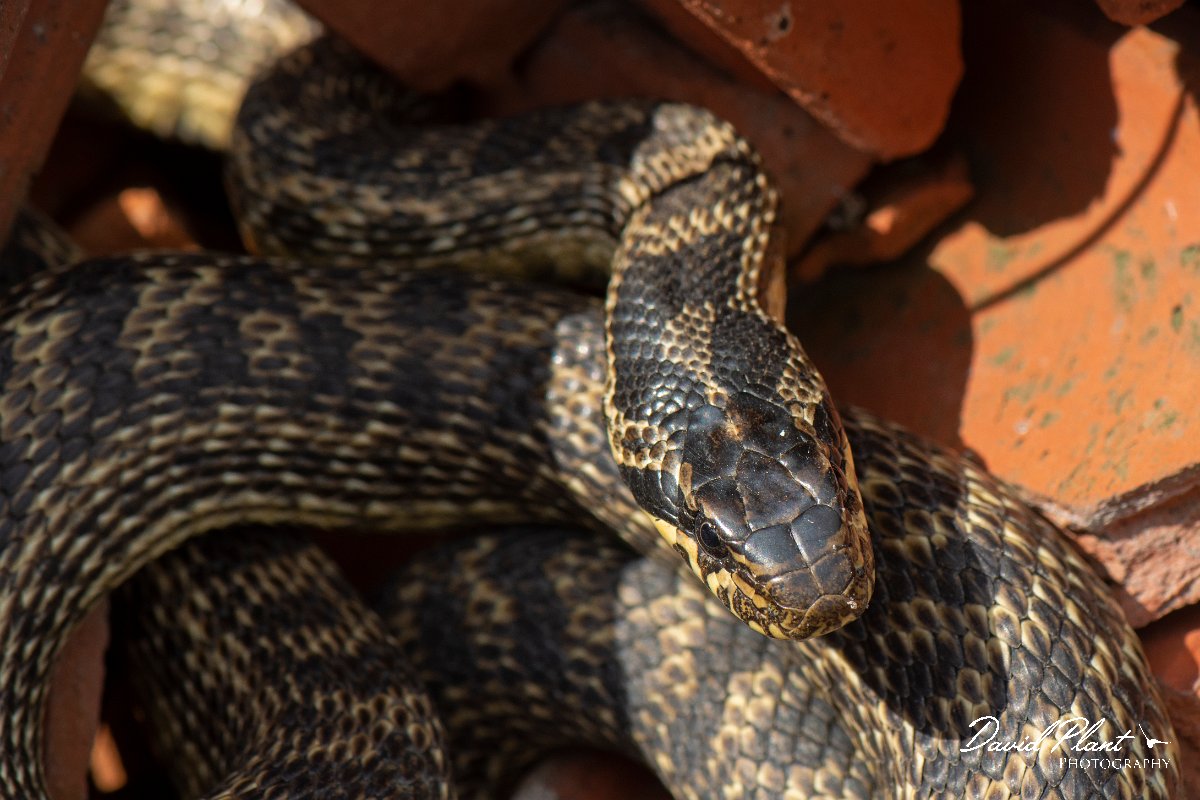 DPPhotography - Wildlife Photography - Bulgaria - Blotched snake - B.jpg - Blotched snake - Lake Atanasovsko, Bulgaria