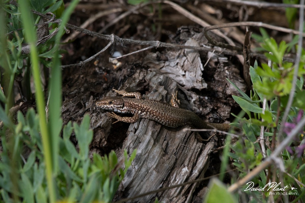 DPPhotography - Wildlife Photography - Bulgaria - Common wall lizard - A.jpg - Common wall lizard - Bolata Beach, Bulgaria