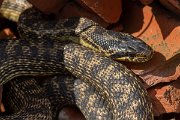 DPPhotography - Wildlife Photography - Bulgaria - Blotched snake - A