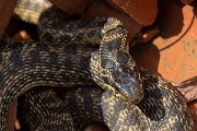 DPPhotography - Wildlife Photography - Bulgaria - Blotched snake - B