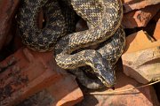 DPPhotography - Wildlife Photography - Bulgaria - Blotched snake - C