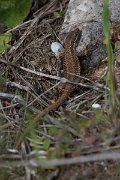 DPPhotography - Wildlife Photography - Bulgaria - Common wall lizard - B