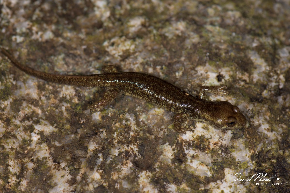 DPPhotography - Corsica - Corsican brook salamander - B.jpg - Corsican brook salamander - Vezzani, Corsica