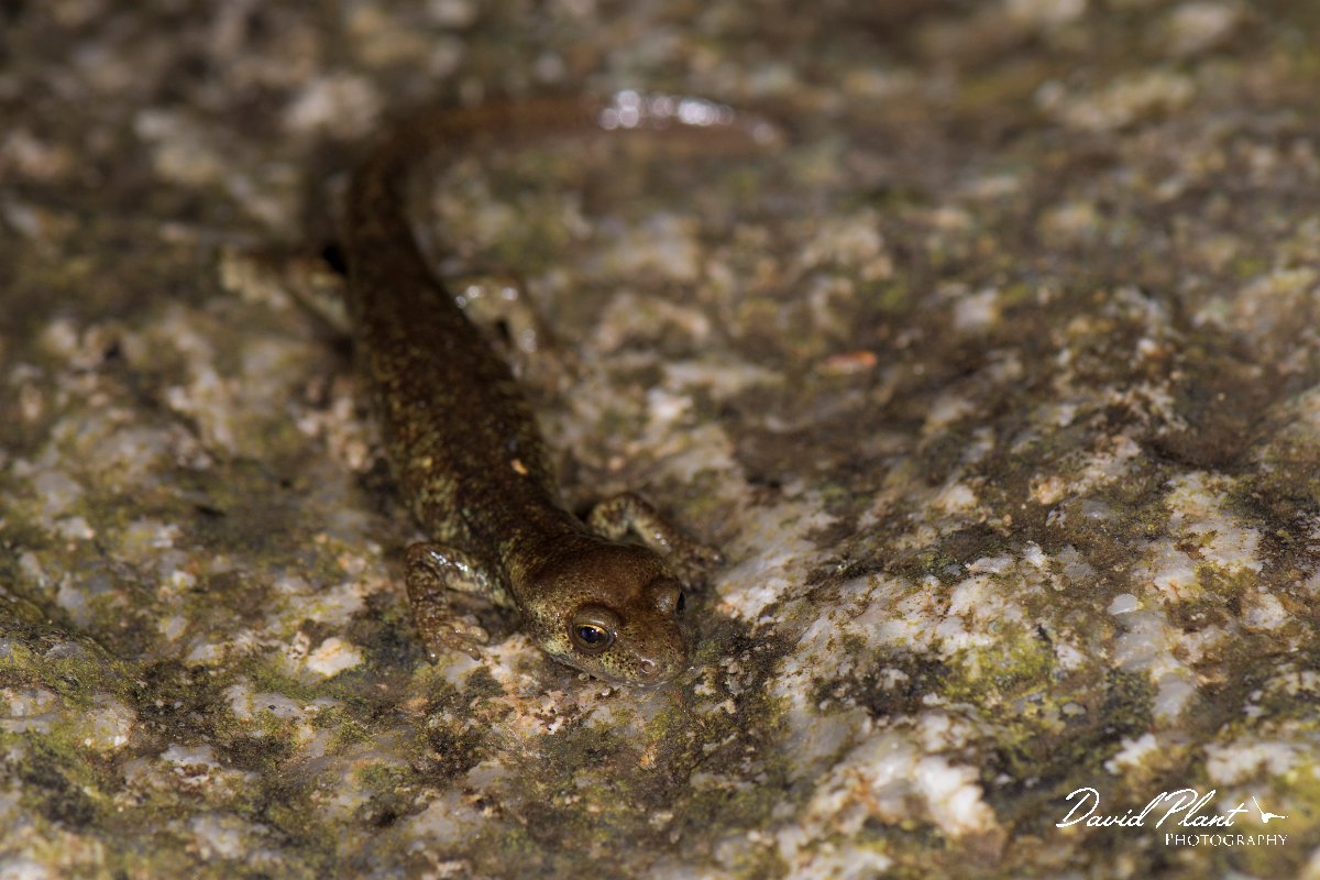 DPPhotography - Corsica - Corsican brook salamander - D.jpg - Corsican brook salamander - Vezzani, Corsica