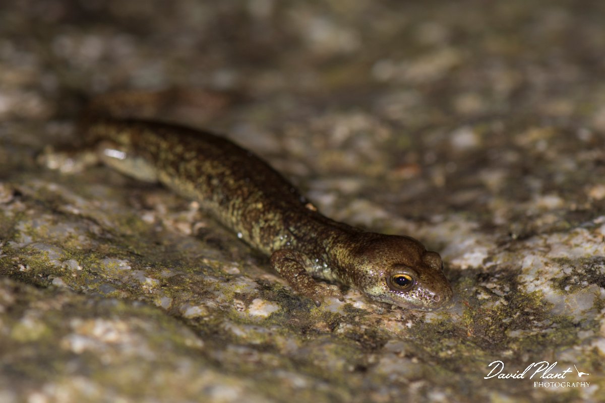 DPPhotography - Corsica - Corsican brook salamander - E.jpg - Corsican brook salamander - Vezzani, Corsica