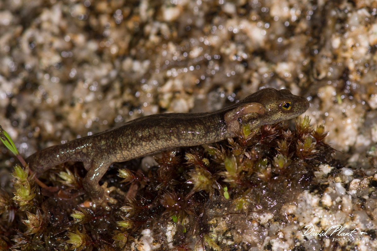 DPPhotography - Corsica - Corsican brook salamander - G.jpg - Corsican brook salamander - Vezzani, Corsica