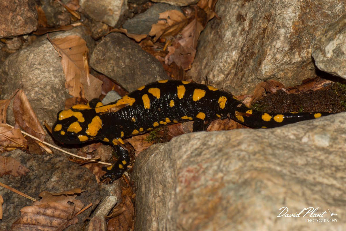 DPPhotography - Corsica - Corsican fire salamander - A.jpg - Corsican fire salamander - Cascade de Anglais, Corsica