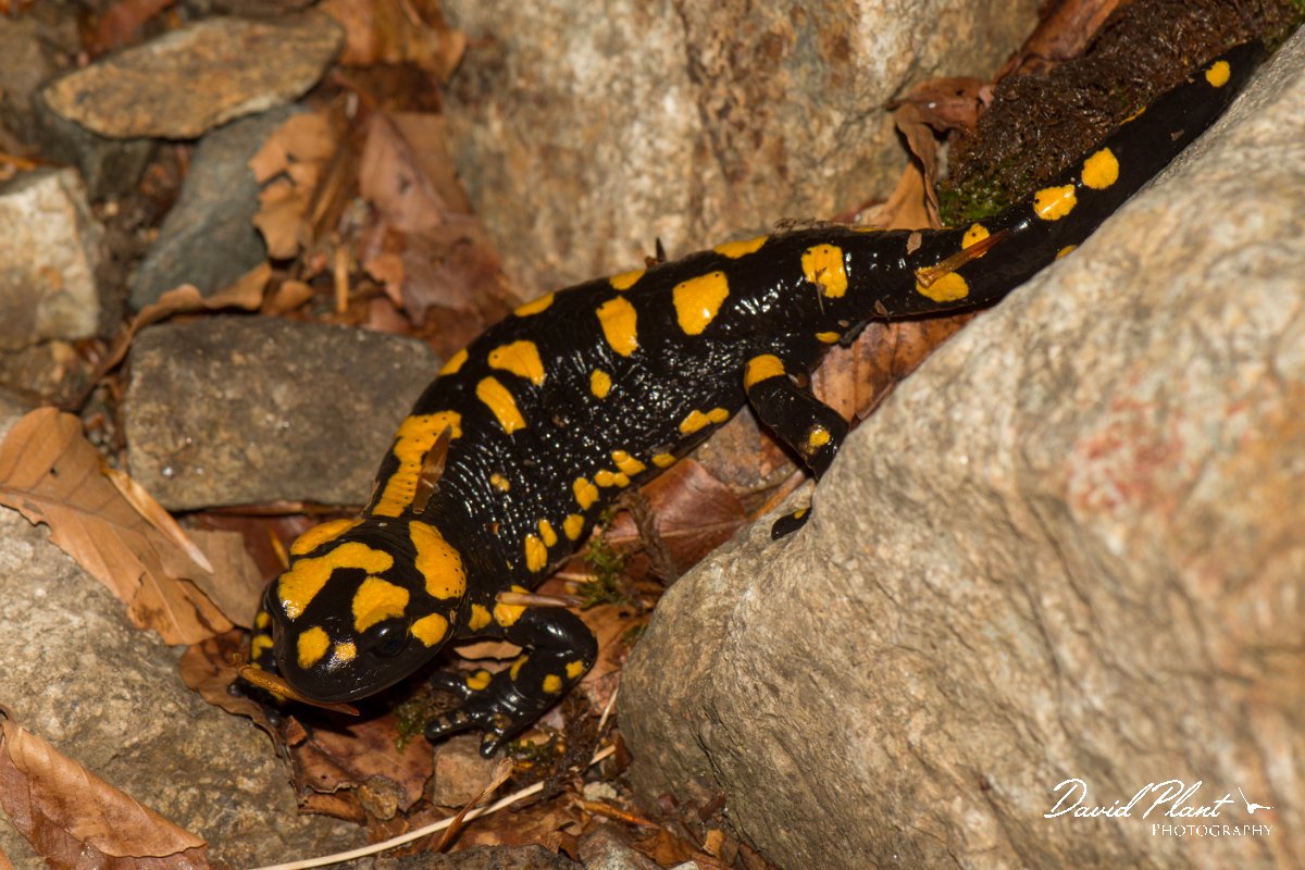 DPPhotography - Corsica - Corsican fire salamander - B.jpg - Corsican fire salamander - Cascade de Anglais, Corsica