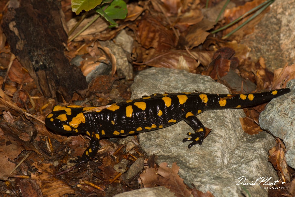 DPPhotography - Corsica - Corsican fire salamander - E.jpg - Corsican fire salamander - Cascade de Anglais, Corsica