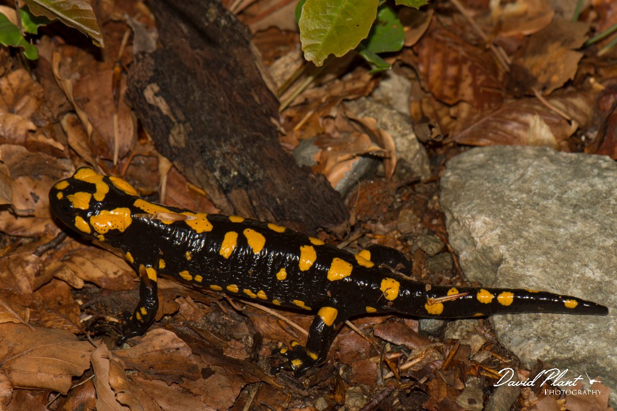 DPPhotography - Corsica - Corsican fire salamander - F.jpg - Corsican fire salamander - Cascade de Anglais, Corsica