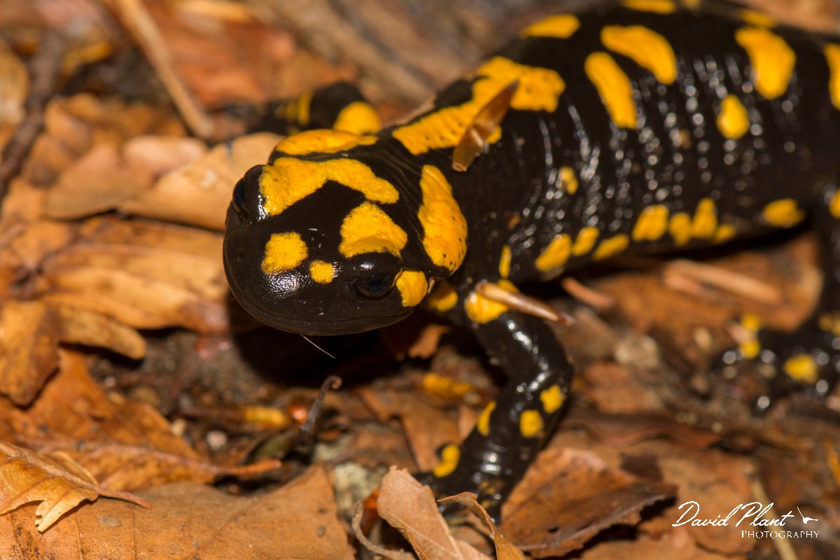 DPPhotography - Corsica - Corsican fire salamander - H.jpg - Corsican fire salamander - Cascade de Anglais, Corsica