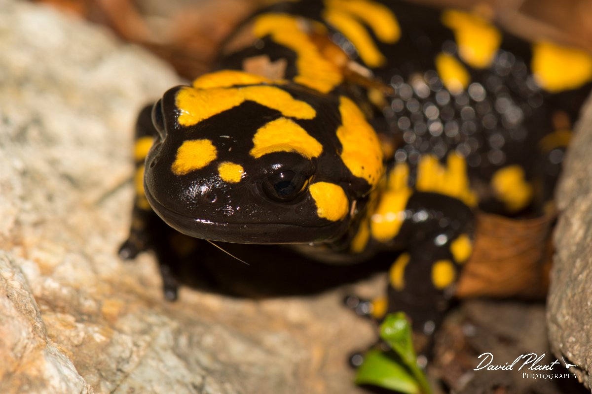 DPPhotography - Corsica - Corsican fire salamander - J.jpg - Corsican fire salamander - Cascade de Anglais, Corsica