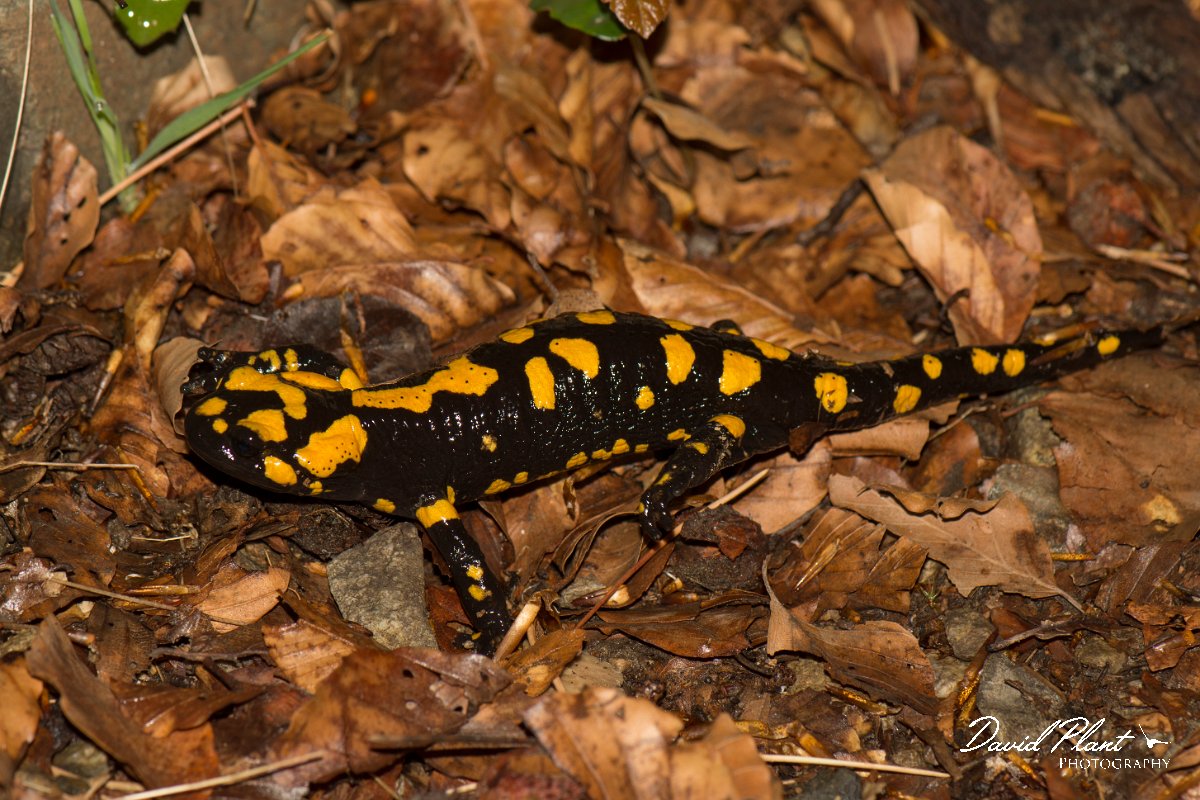 DPPhotography - Corsica - Corsican fire salamander - M.jpg - Corsican fire salamander - Cascade de Anglais, Corsica