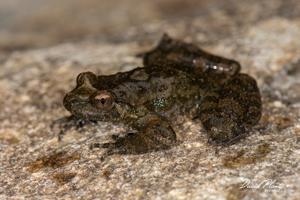 DPPhotography - Corsica - Corsican painted frog - A.jpg - Corsican painted frog - Verghello Valley, Corsica