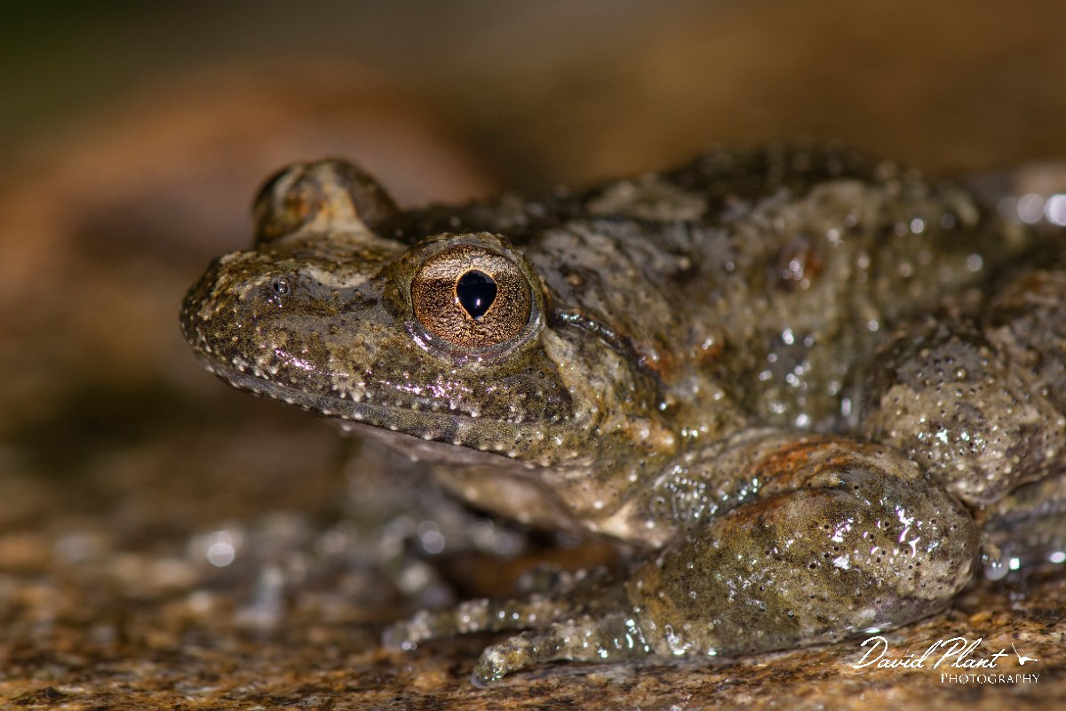DPPhotography - Corsica - Corsican painted frog - D.jpg - Corsican painted frog - Verghello Valley, Corsica