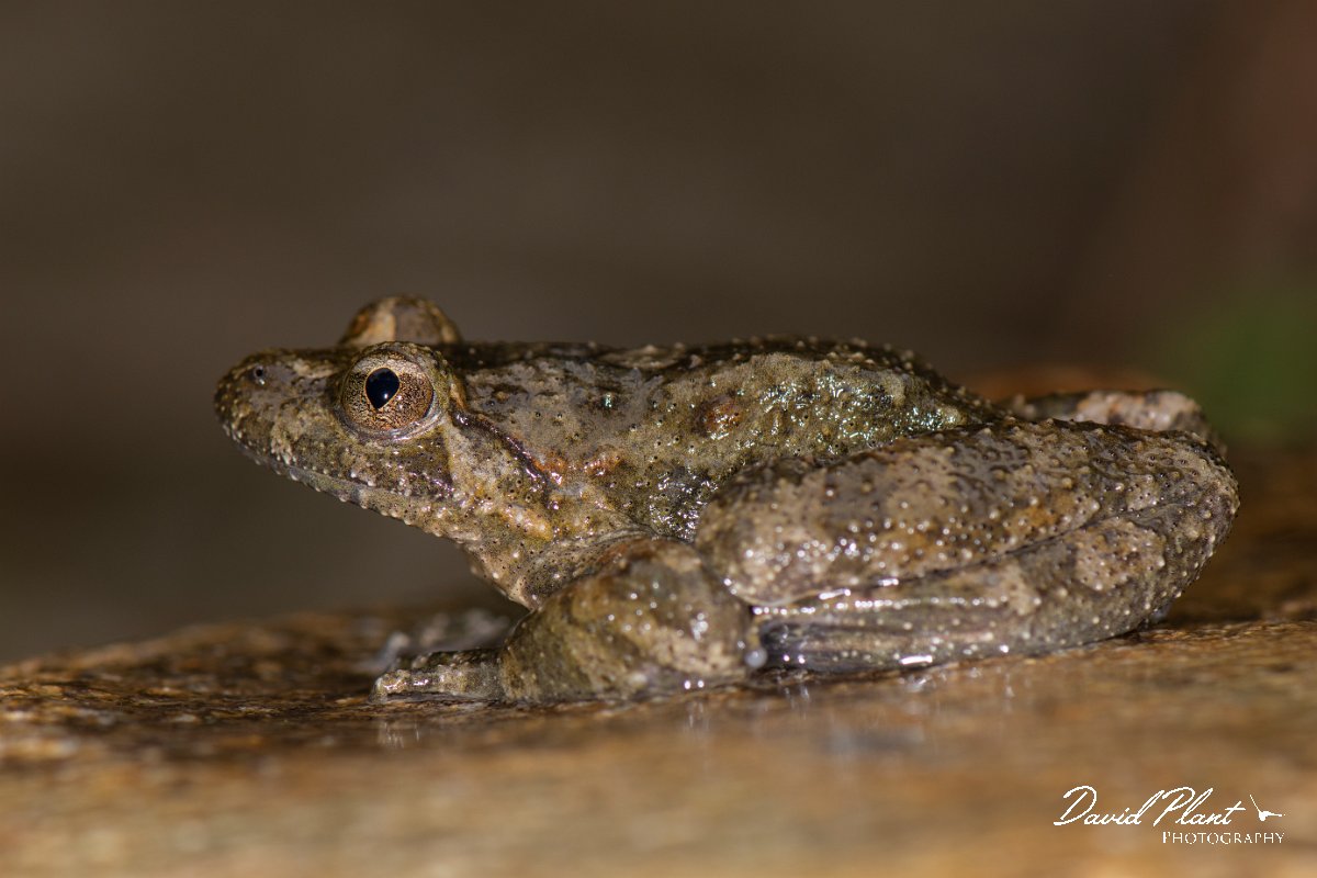 DPPhotography - Corsica - Corsican painted frog - E.jpg - Corsican painted frog - Verghello Valley, Corsica