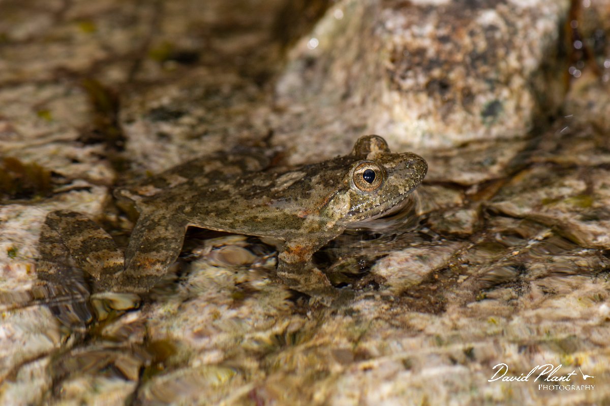 DPPhotography - Corsica - Corsican painted frog - F.jpg - Corsican painted frog - Verghello Valley, Corsica