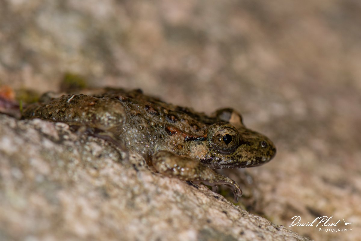 DPPhotography - Corsica - Corsican painted frog - H.jpg - Corsican painted frog - Verghello Valley, Corsica