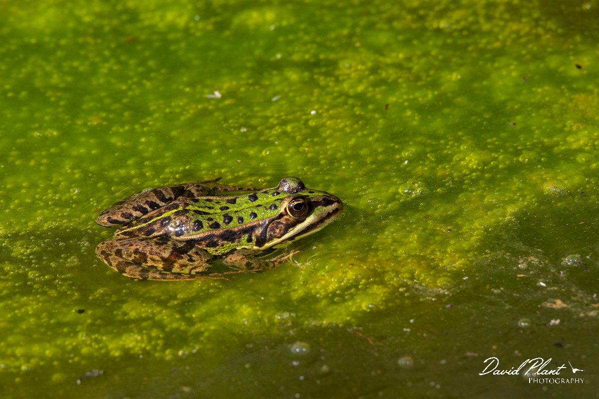 DPPhotography - Corsica - Pool frog - A.jpg - Pool frog - Bonifacio area, Corsica