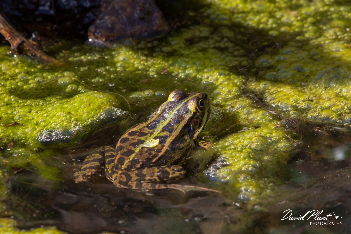 DPPhotography - Corsica - Pool frog - B.jpg - Pool frog - Bonifacio area, Corsica