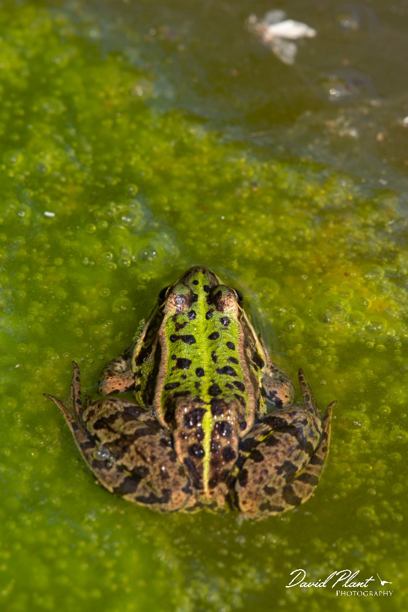 DPPhotography - Corsica - Pool frog - C.jpg - Pool frog - Bonifacio area, Corsica