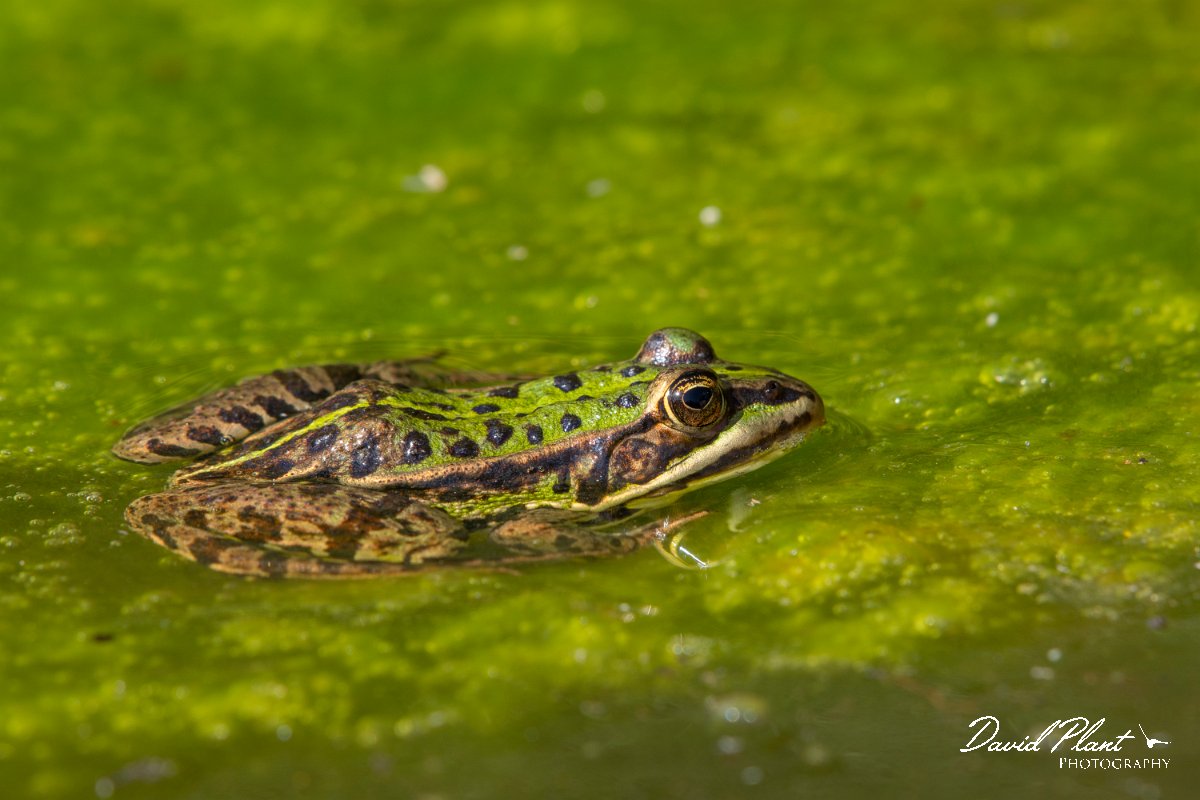 DPPhotography - Corsica - Pool frog - D.jpg - Pool frog - Bonifacio area, Corsica