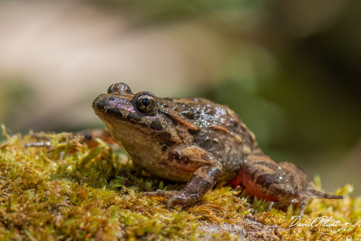 DPPhotography - Corsica - Tyrrhenian painted frog - B.jpg - Tyrrhenian painted frog - Corsica