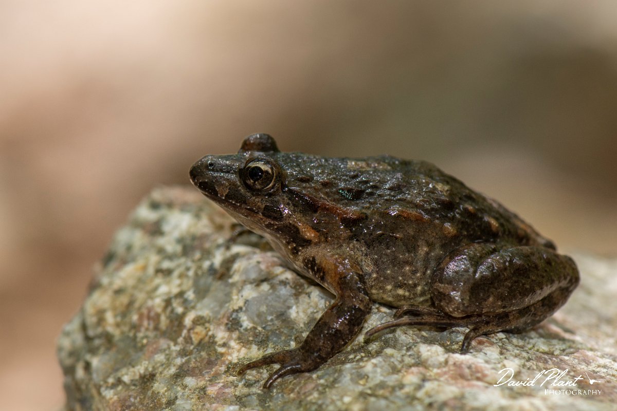 DPPhotography - Corsica - Tyrrhenian painted frog - D.jpg - Tyrrhenian painted frog - Corsica