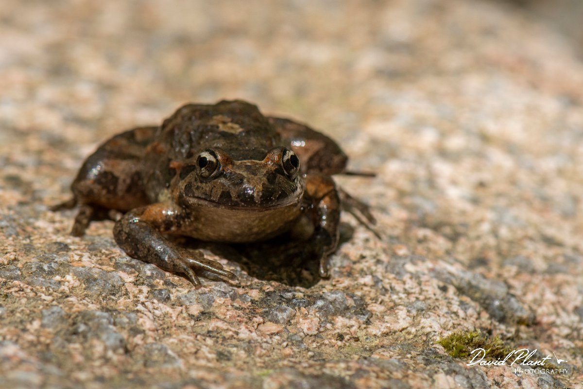 DPPhotography - Corsica - Tyrrhenian painted frog - E.jpg - Tyrrhenian painted frog - Corsica