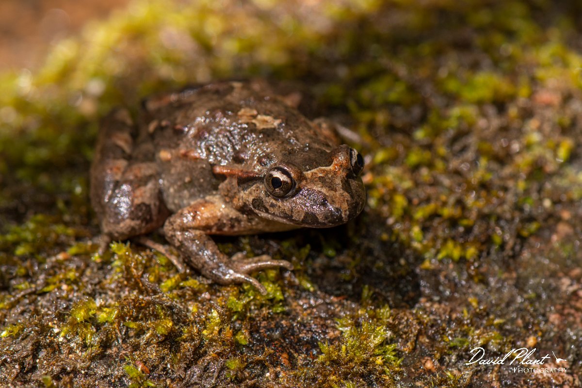 DPPhotography - Corsica - Tyrrhenian painted frog - H.jpg - Tyrrhenian painted frog - Corsica