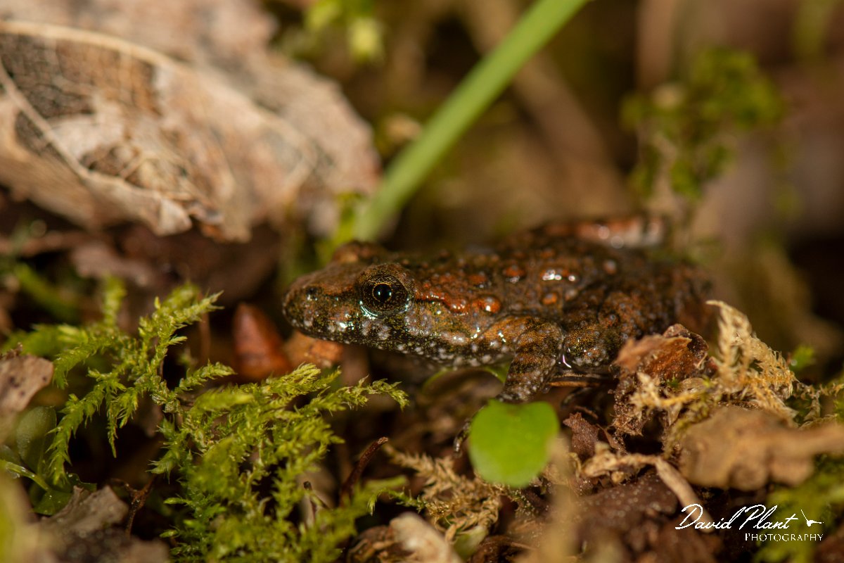 DPPhotography - Corsica - Tyrrhenian painted frog - I.jpg - Tyrrhenian painted frog - Verghello Valley, Corsica