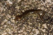 DPPhotography - Corsica - Corsican brook salamander - A