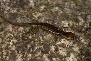 DPPhotography - Corsica - Corsican brook salamander - B