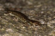 DPPhotography - Corsica - Corsican brook salamander - E