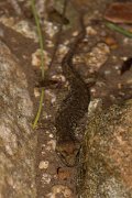 DPPhotography - Corsica - Corsican brook salamander - F