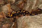 DPPhotography - Corsica - Corsican fire salamander - A
