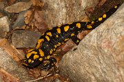DPPhotography - Corsica - Corsican fire salamander - B