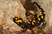 DPPhotography - Corsica - Corsican fire salamander - C